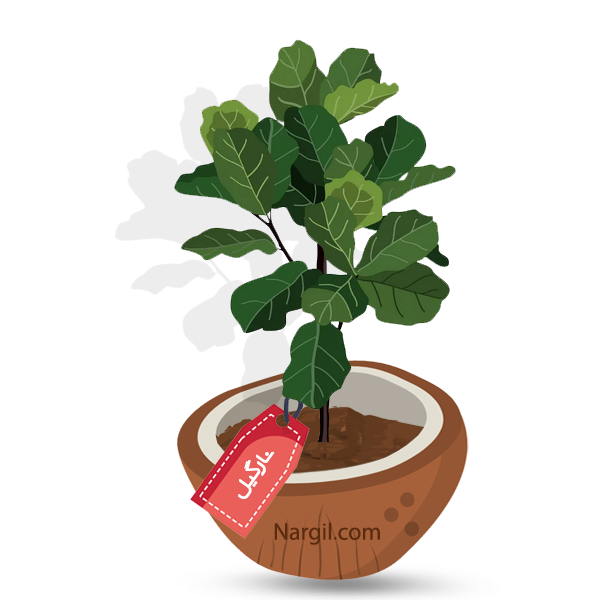  Nargil - Fiddle Leaf Fig